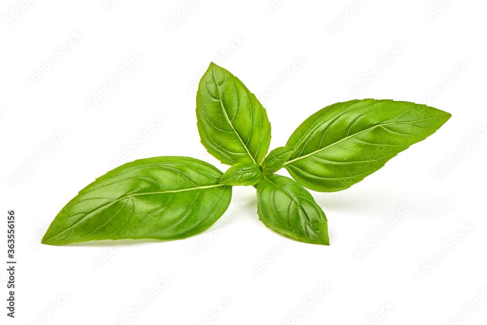 Fresh basil leaves, close-up, isolated on a white background Fresh basil leaves, close-up, isolated on a white background