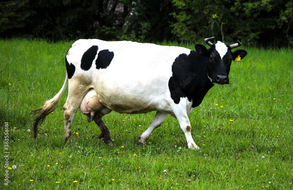 young dairy cows, go from pasture through green meadow along forest, with young gobies and heifers. young dairy cows, go from pasture through green meadow along forest, with young gobies and heifers.