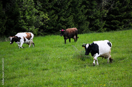 young dairy cows, go from pasture through green meadow along forest, with young gobies and heifers.