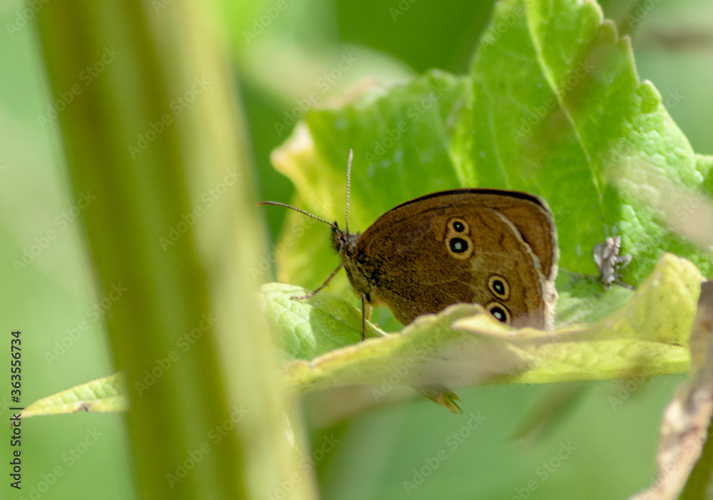 Fototapeta premium butterfly on green leaf
