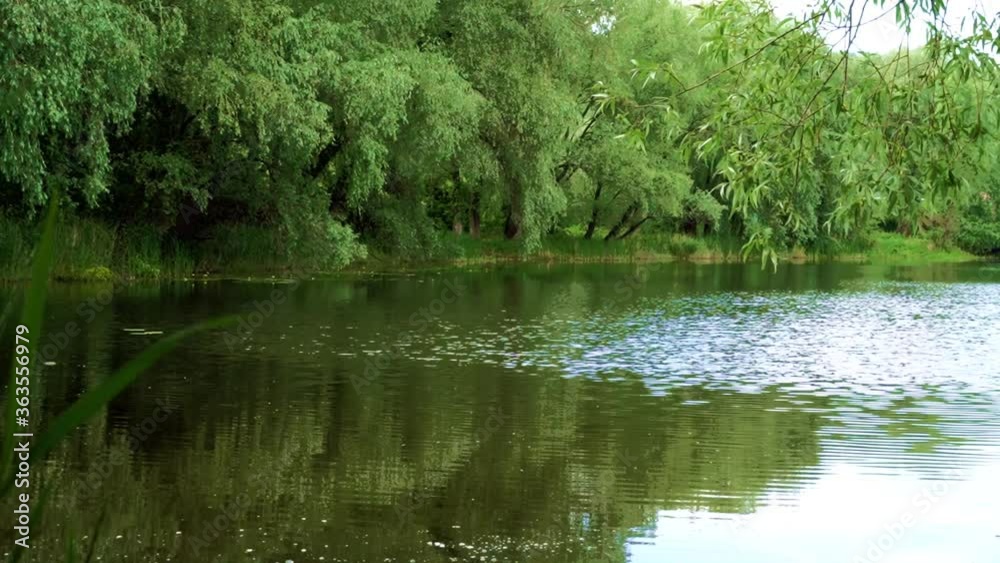 Video of an atmospheric quiet natural place, forest lake with reflection in water. Summer place with arbor for fishing, relax. Video of an atmospheric quiet natural place, forest lake with reflection in water. Summer place with arbor for fishing, relax.