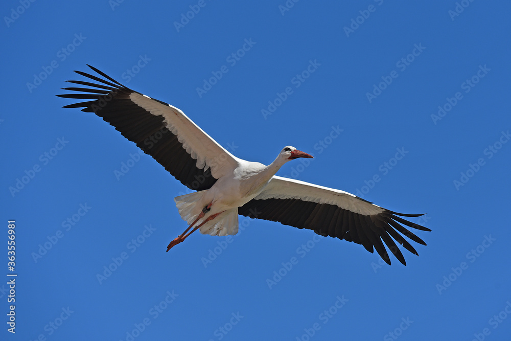 Storch im Flug