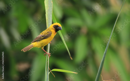 weaverbird	