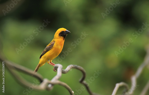 weaverbird	