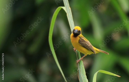 weaverbird	
