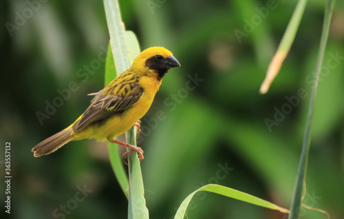 weaverbird	