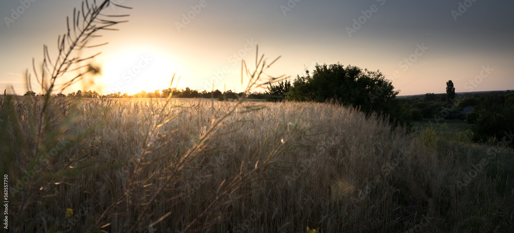 Beautiful sunset on the background of a wheat field. The setting sun on the horizon in a rural meadow area. The concept of natural beauty of crop maturation.