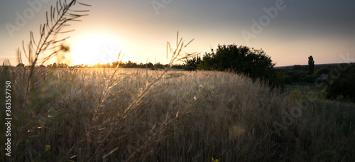 Beautiful sunset on the background of a wheat field. The setting sun on the horizon in a rural meadow area. The concept of natural beauty of crop maturation.