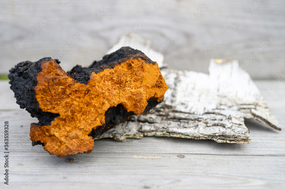 wild chaga mushroom birch tree fungus raw on a wooden background and birch bark wild chaga mushroom birch tree fungus raw on a wooden background and birch bark