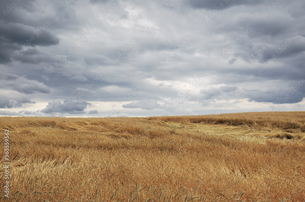 Golden wheat field under a cloudy sky