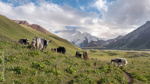 Kirghizistan - Yak au camp de base du Pic Lénine