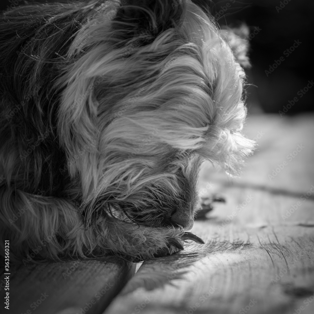 Fotografie Yorkshire terrier dog