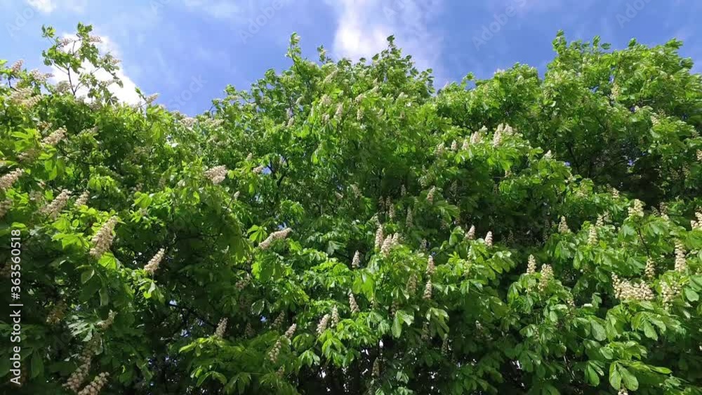 gusts of wind swing the branches of the blooming horse chestnut tree. White candles of flowers of Aesculus Hippocastanum among the green leaves gusts of wind swing the branches of the blooming horse chestnut tree. White candles of flowers of Aesculus Hippocastanum among the green leaves