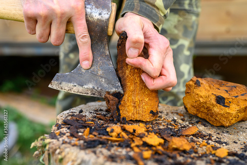 men's hands with an axe clean chaga mushroom birch fungus in the fresh air. step by step photo