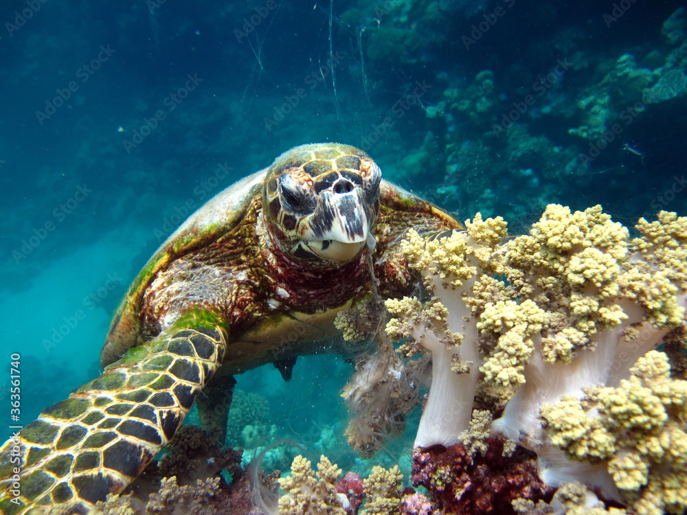 Obraz premium Sea turtles, Great Reef Turtle Bissa.