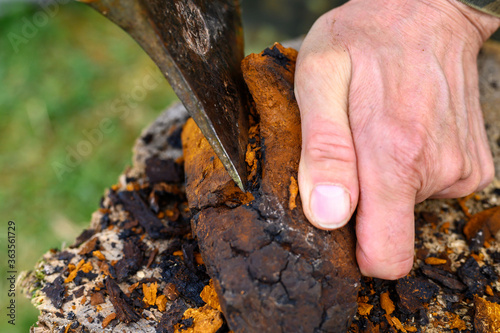 men's hands with an axe clean chaga mushroom birch fungus in the fresh air. step by step photo