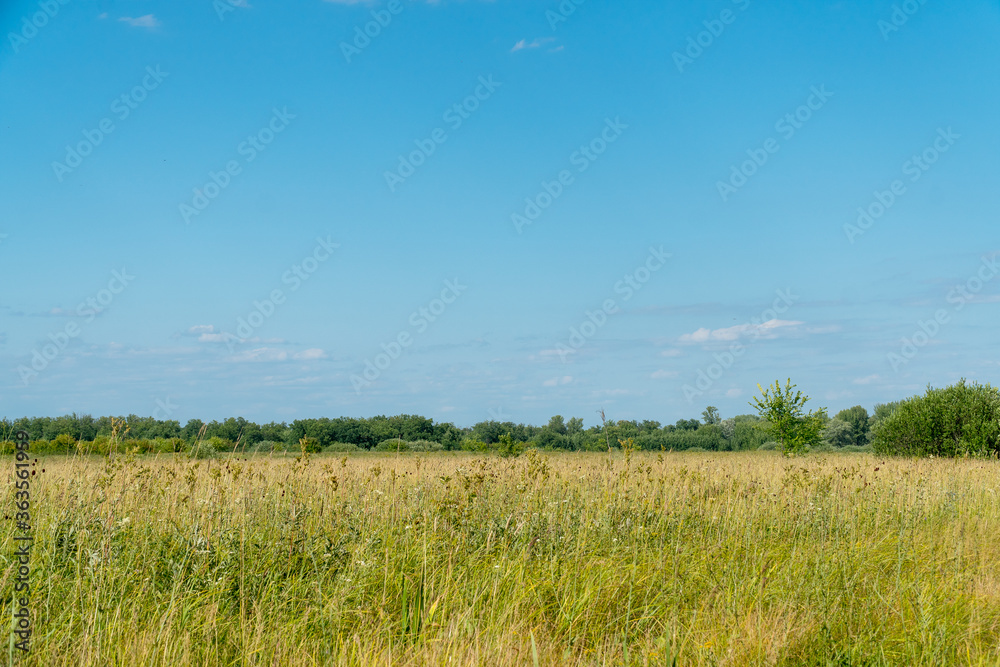 Summer green meadow in front of a distant forest against clear blue sky