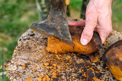 men's hands with an axe clean chaga mushroom birch fungus in the fresh air. step by step photo