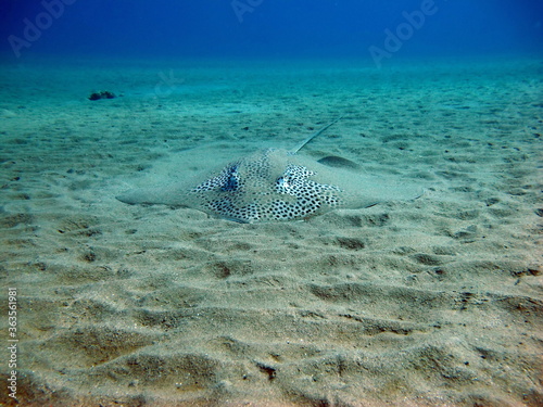 Stingray stingray .Ringed stingray. (Himantura uarnak) Found at depths up to 50 m. The maximum recorded disc width is 200 cm. photo