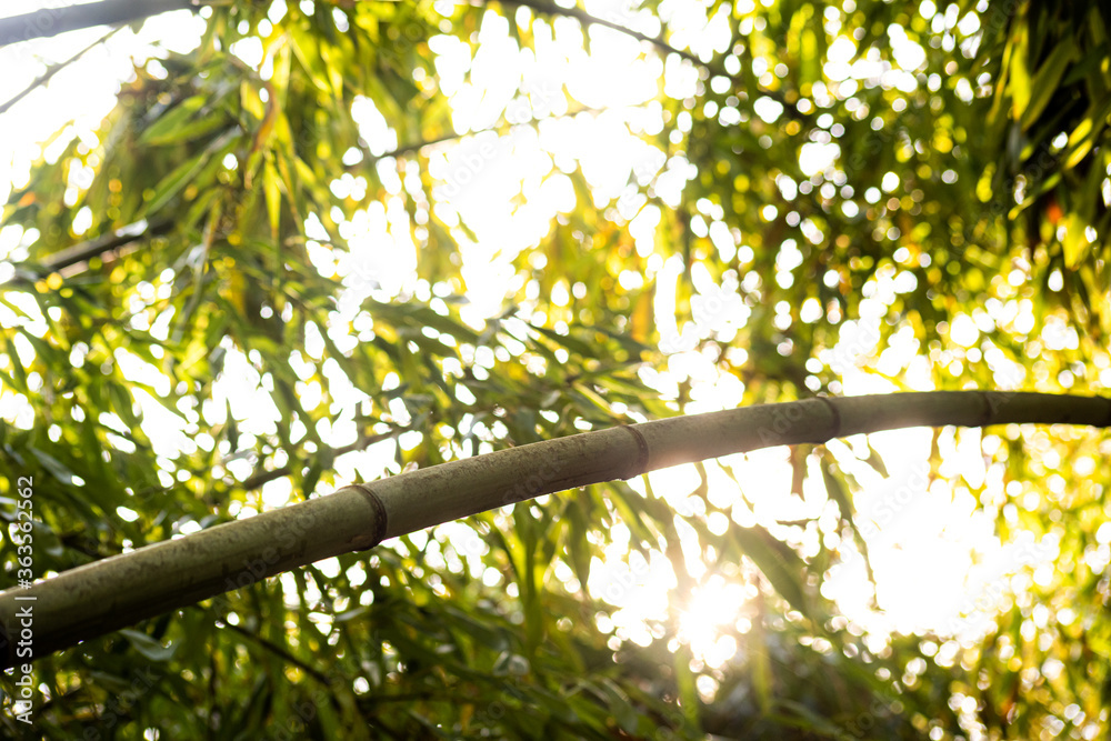 Fototapeta premium Curved bamboo trunk with sun flare is close