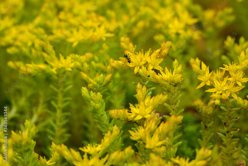 Insect ant crawls on small yellow flowers. Yellow background. Juicy greens Insect ant crawls on small yellow flowers. Yellow background. Juicy greens