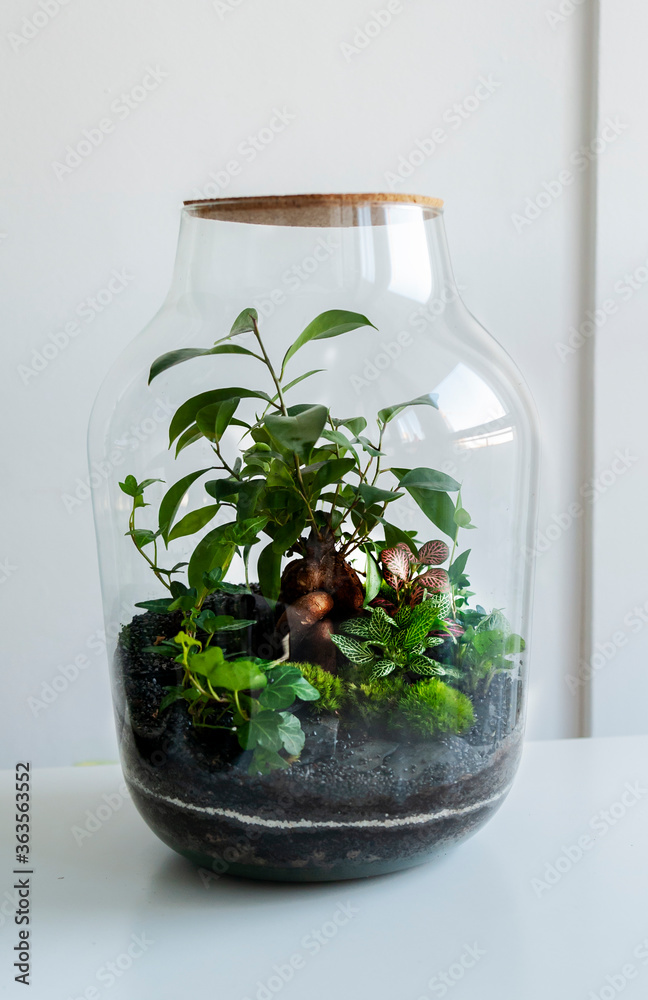 Small decoration plants in a glass bottle/garden terrarium bottle/ forest in a jar. Terrarium jar with piece of forest with self ecosystem. Save the earth concept. Bonsai, set of terrariums/ jars Small decoration plants in a glass bottle/garden terrarium bottle/ forest in a jar. Terrarium jar with piece of forest with self ecosystem. Save the earth concept. Bonsai, set of terrariums/ jars