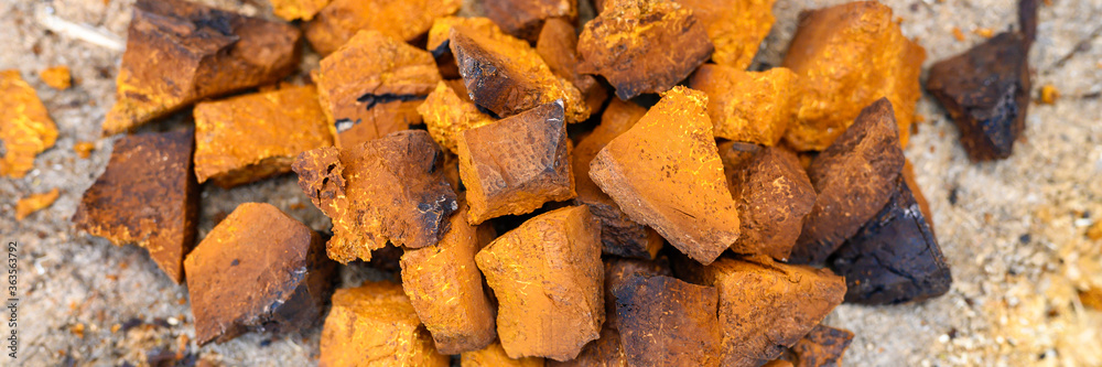 pile pieces of chopped and peeled chaga mushroom birch fungus are stacked on a wooden stump background. step by step. banner pile pieces of chopped and peeled chaga mushroom birch fungus are stacked on a wooden stump background. step by step. banner