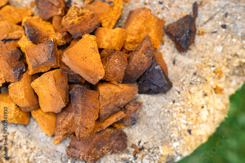 pile pieces of chopped and peeled chaga mushroom birch fungus are stacked on a wooden stump background. step by step photo