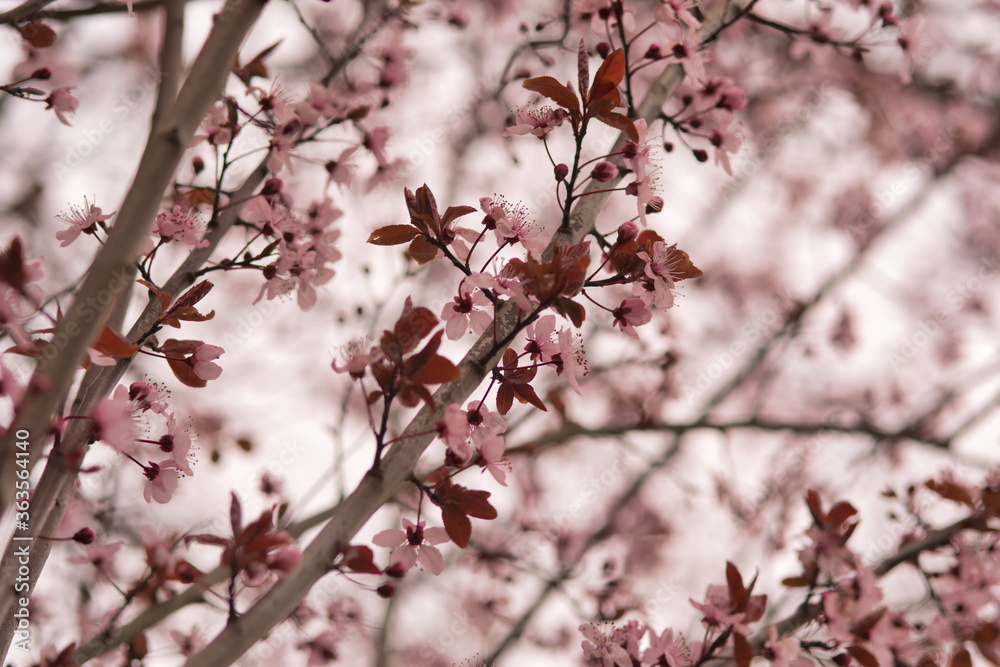 Pink janpanese blossom on a tree, photo made in Weert the Netherlands