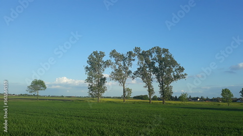 Laubbäume mitten auf einem Feld mit einem blauen Himmel über ihnen