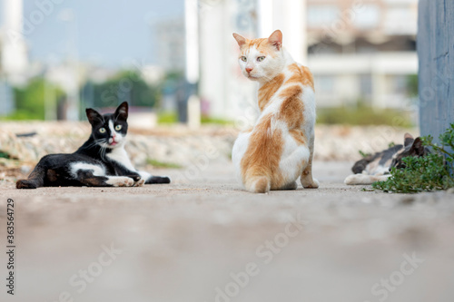 Fototapeta Naklejka Na Ścianę i Meble -  Feral cats resting together. Feral cats often live in colonies, groups of feral cats that live together in one territory, often near food sources and shelter.