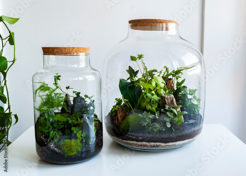 Small decoration plants in a glass bottle/garden terrarium bottle/ forest in a jar. Terrarium jar with piece of forest with self ecosystem. Save the earth concept. Bonsai, set of terrariums/ jars photo