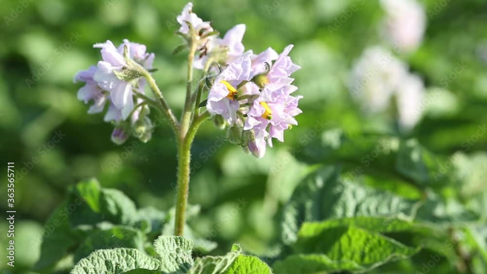 potato plant growing on the soil.Potato bush in the garden. Healthy young plant in organic farm potato plant growing on the soil.Potato bush in the garden. Healthy young plant in organic farm