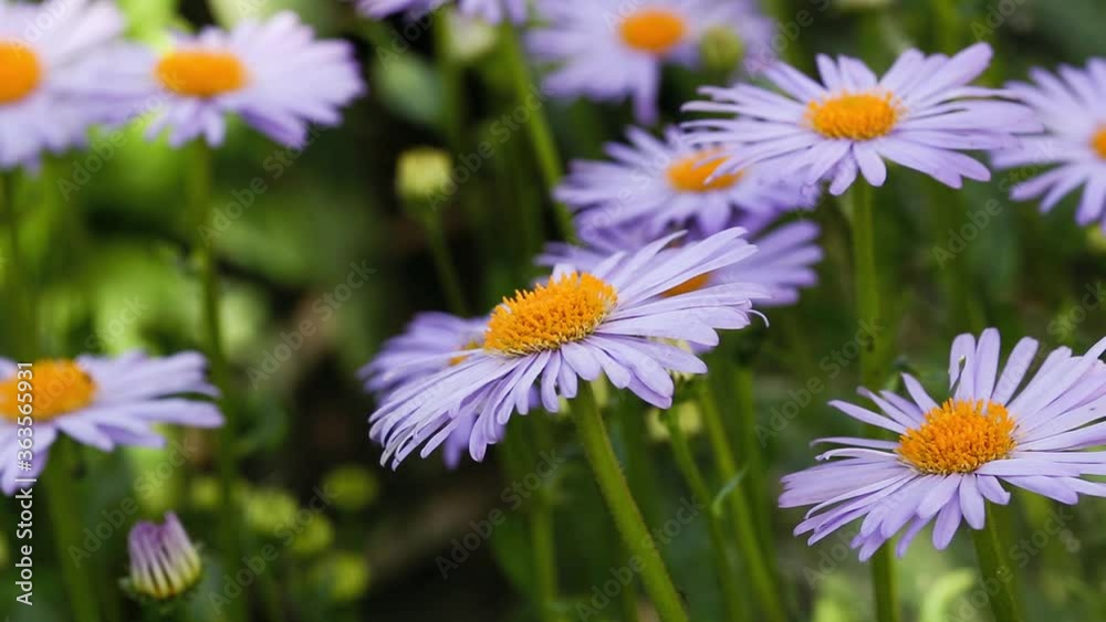 Beautiful meadow in springtime full of flowering daisies with blue yellow blossom and green grass - leucanthemum vulgare, dox-eye daisy - concept garden Beautiful meadow in springtime full of flowering daisies with blue yellow blossom and green grass - leucanthemum vulgare, dox-eye daisy - concept garden