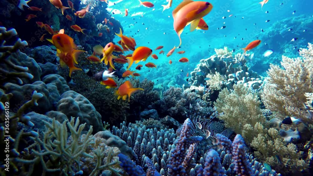 Coral reef and beautiful fish.  Underwater life in the ocean.