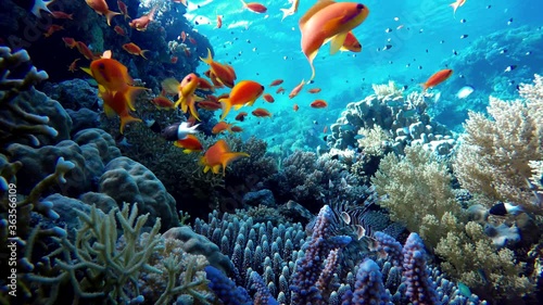 Coral reef and beautiful fish.  Underwater life in the ocean. photo