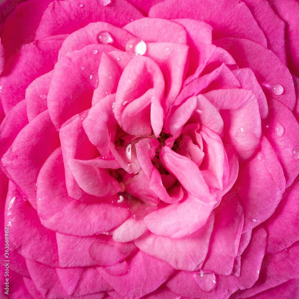 closeup of wet pink rose flower bloom