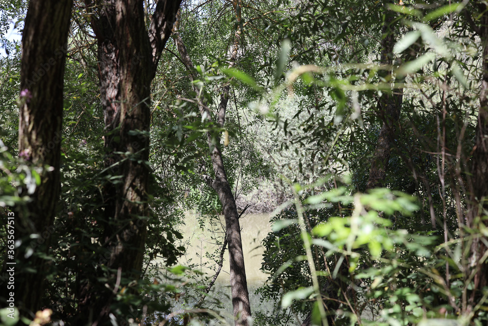 Fototapeta premium El Pardo, Rio Manzanares