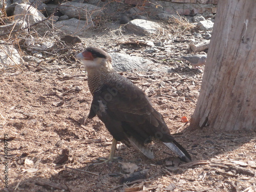Caracara plancus carancho photo