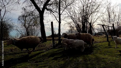 Flock of sheep running in farmyard photo