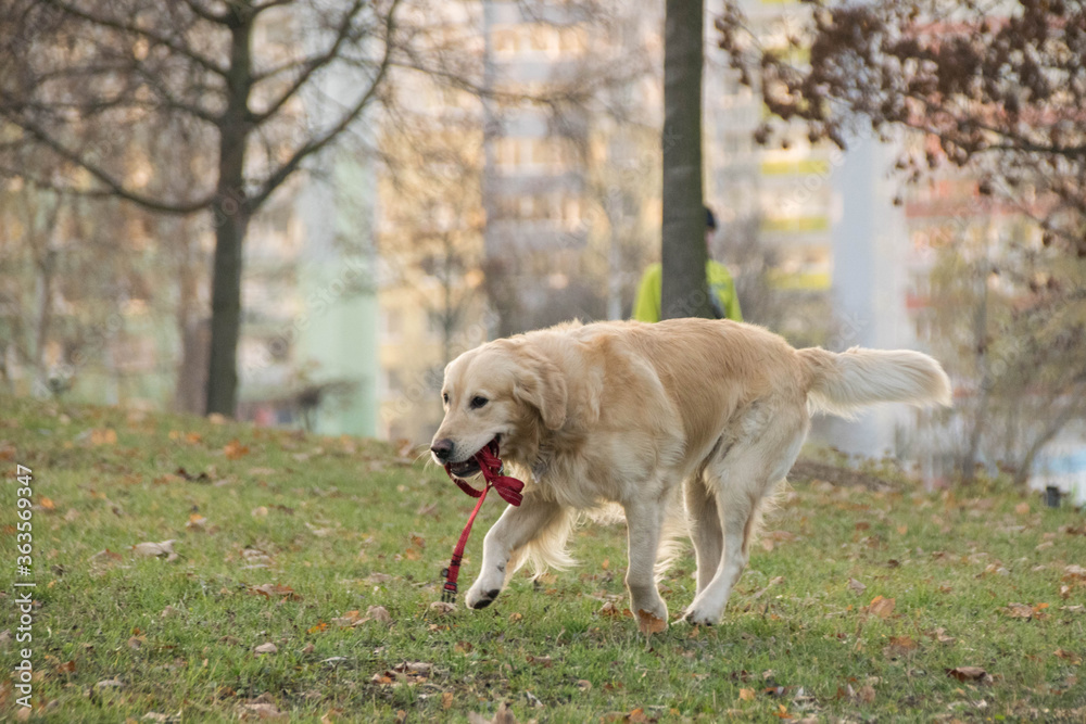 A golden retriever is running with a leash in his mouth. A golden retriever is running with a leash in his mouth.