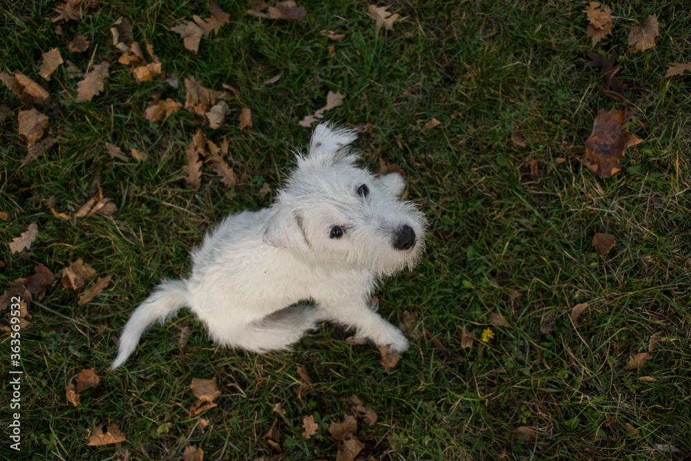 White dog is sitting in grass. She is looking into the camera. White dog is sitting in grass. She is looking into the camera.