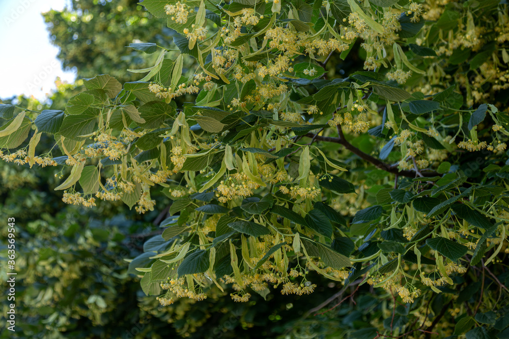 Flowering large-leaf Linden (Tilia). The branches are covered with yellow flowers. Medicinal plant Flowering large-leaf Linden (Tilia). The branches are covered with yellow flowers. Medicinal plant
