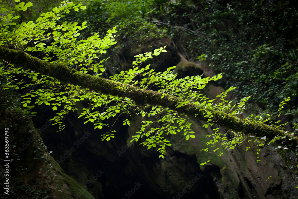 ramo nella foresta pluviale