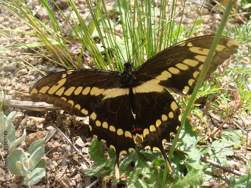 Mariposa limonera Gonepteryx rhamni photo