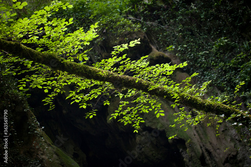 Obraz na płótnie ramo nella foresta pluviale w salonie