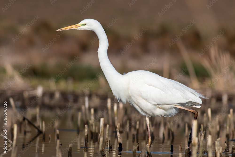 Great white egret portrait in early morning Great white egret portrait in early morning
