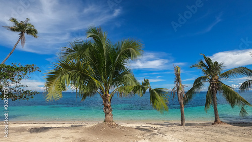 Fototapeta Naklejka Na Ścianę i Meble -  sea view with blue sky and palm trees