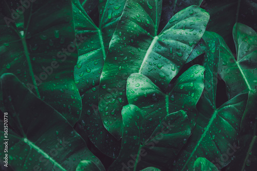 Close up wet arrowhead plant or syngonium podophyllum leaves in rainforest garden. Texture details of tropical green foliage with water drop. Macro abstract beautiful dark tone natural background.
