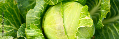 head of ripe fresh honest white cabbage grows in the garden. banner